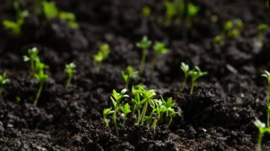 Taze Yeşil Bitkiler Zamanda Büyüyor Salatalık filizleri Topraktaki Tohumlardan Güzel Tarım İlkbaharda Yeşil Tohumlar Islak Toprakta 8 km Çözünürlükte.