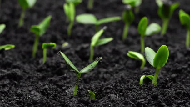 Свіжі Зелені Рослини Ростуть Часі Лапсе Огіркові Паростки Проростання Насіння — стокове відео