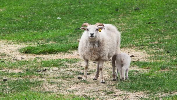 山と丘の間の牧草地に羊の群れ ニースの動物 新生児はかわいいアイスランドの小羊 8Kで撮影する — ストック動画