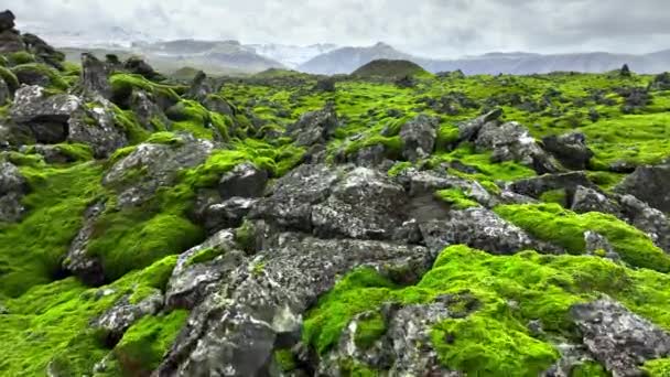 Champs Lave Couverts Mousse Verte Islande Zone Pittoresque Parc National — Video