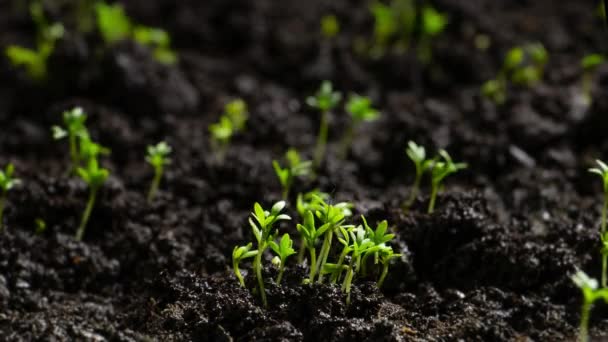 Świeże Zielone Rośliny Rosnące Czasie Lapse Ogórki Kiełkowanie Nasion Glebie — Wideo stockowe