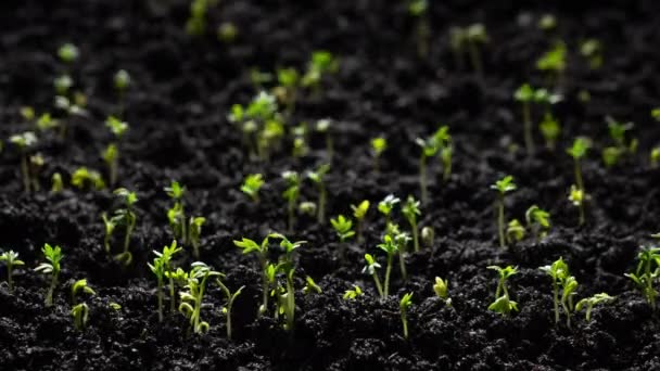 Świeże Zielone Rośliny Rosnące Czasie Lapse Ogórki Kiełkowanie Nasion Glebie — Wideo stockowe