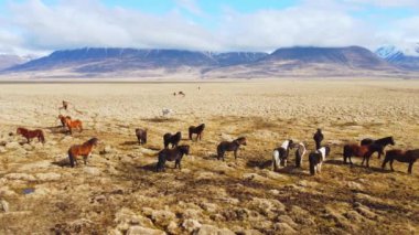 İzlanda Doğa 'sında Büyük Atlar Sürüsü. Sonbaharda Altın Dağ Çayırı. 4k.