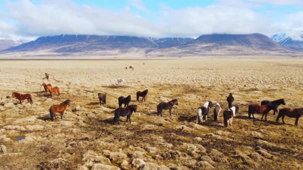 Duże Stado Koni Islandzkiej Naturze Złota Góra Łąka Jesienią — Wideo stockowe