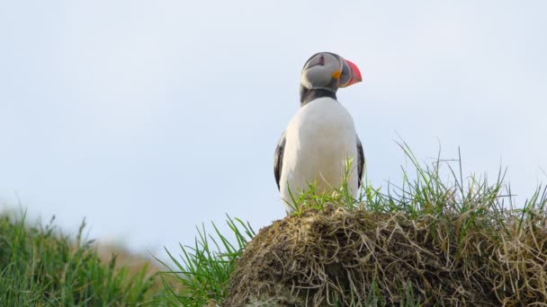 Atlantic Puffin Common Puffin Fratercula Arctica Iceland Cliff Top Spring — 비디오