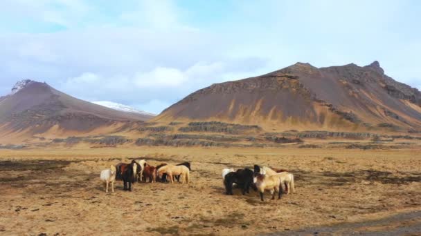 Grande Manada Cavalos Natureza Islandesa Prado Montanha Dourada Outono Animais — Vídeo de Stock