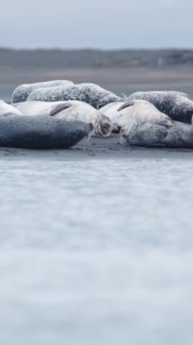 İzlanda 'daki siyah kumsalda kürk fokları var. Okyanus kıyısında manzaralı deniz hayvanları. Doğal ortamda Deniz Aslanları Sosyal Medya İçin Vuruldu.