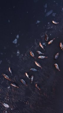 İzlanda 'daki siyah kumsalda kürk fokları var. Okyanus kıyısında manzaralı deniz hayvanları. Doğal ortamda Deniz Aslanları Sosyal Medya İçin Vuruldu.