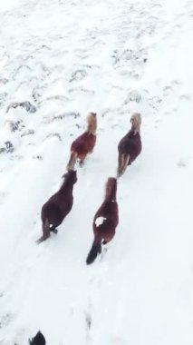 Kış Alanında Koşan Atlar. Kırsal Hayvanlar Kar Kaplı Çayır 'da. İzlanda 'da saf doğa. Donmuş Kuzey Manzarası Hava Görüntüsü 4k. Sosyal medya için çekim.