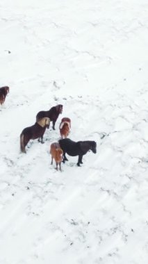Kış Alanında Koşan Atlar. Kırsal Hayvanlar Kar Kaplı Çayır 'da. İzlanda 'da saf doğa. Donmuş Kuzey Manzarası Hava Görüntüsü 4k. Sosyal medya için çekim.