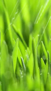 Vertical Screen: Fresh Morning Water Dew Drops on Green Grass Lit by the Sun and Blowing in the Wind. Wet Rainy Weather in the Middle of Spring. Pure Nature, Shot for Social Media