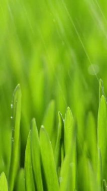 Vertical Screen: Fresh Morning Water Dew Drops on Green Grass Lit by the Sun and Blowing in the Wind. Wet Rainy Weather in the Middle of Spring. Pure Nature, Shot for Social Media