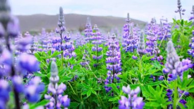 Pembe mor ve mavi çiçekli Lupine tarlası. Güneşli bir yaz gününde rüzgarda sallanan Lupine çiçekleri. 4K görüntüler. Yüksek kalite 4k görüntü