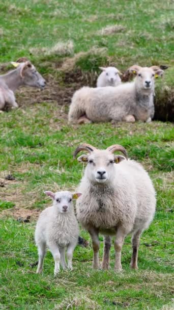 Vertical Screen Flock Sheep Pasture Cute Lambs Graze Green Meadow — Stock Video