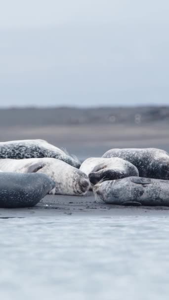 垂直屏风 冰岛黑色沙滩上的毛皮海豹 海洋海岸上有美丽海滩的海洋动物 在自然环境中的海狮 社交媒体的镜头 — 图库视频影像