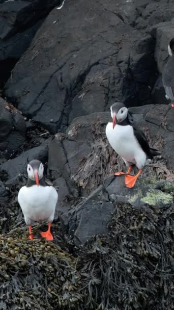 Ekran Pionowy Atlantic Puffin Islandii Cute Bird Site Cliff Top — Wideo stockowe