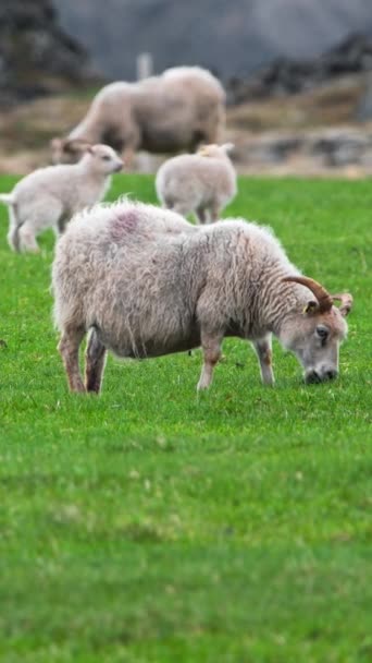 Vertical Screen Flock Sheep Pasture Cute Lambs Graze Green Meadow — Stock Video