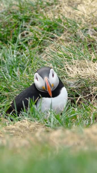 Κάθετη Οθόνη Atlantic Puffin Στην Ισλανδία Χαριτωμένο Bird Site Στο — Αρχείο Βίντεο