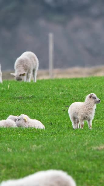 縦スクリーン 牧草地の羊の群れ アイスランドの夏 山間の緑色の牧草地にかわいい子羊 オーガニックウールと肉生産 ソーシャルメディアのショット — ストック動画