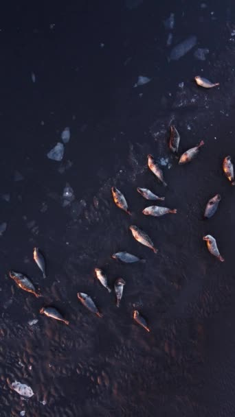Zlanda Daki Siyah Kumsalda Kürk Fokları Var Okyanus Kıyısında Manzaralı — Stok video