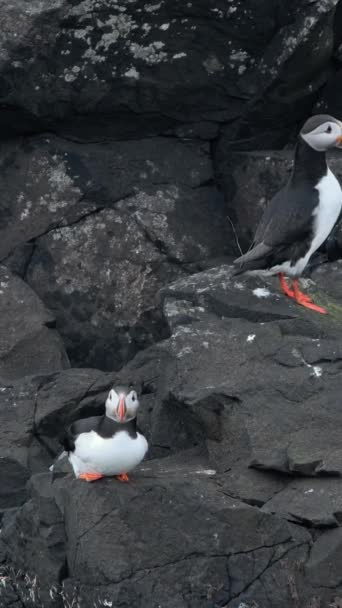 縦スクリーン アイスランドの大西洋パフィン クリフトップのかわいい鳥のサイト 高品質フルHd映像コールドノースエリアの野生動物で最も人気のある鳥かわいい動物 ソーシャルメディアの撮影 — ストック動画