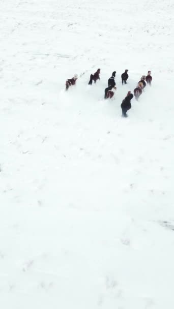 Vertical Screen Horses Running Winter Field Rural Animals Snow Covered — Stock Video