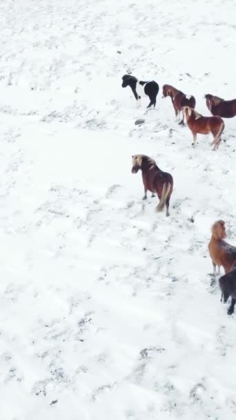 垂直屏风 在冬季田里奔跑的马 在白雪覆盖的草地上的乡村动物 冰岛纯洁的大自然 冰封的北方景观空中景观4K 为社交媒体拍摄 — 图库视频影像