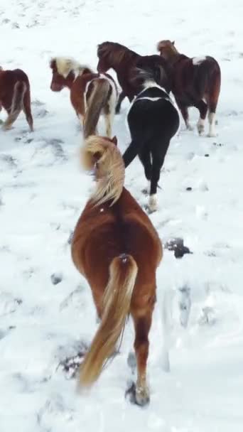 Kış Alanında Koşan Atlar Kırsal Hayvanlar Kar Kaplı Çayır Zlanda — Stok video