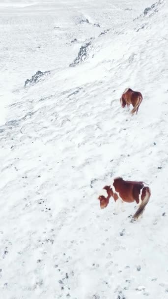 Ekran Pionowy Konie Biegające Polu Zimowym Zwierzęta Wiejskie Pokrytej Śniegiem — Wideo stockowe