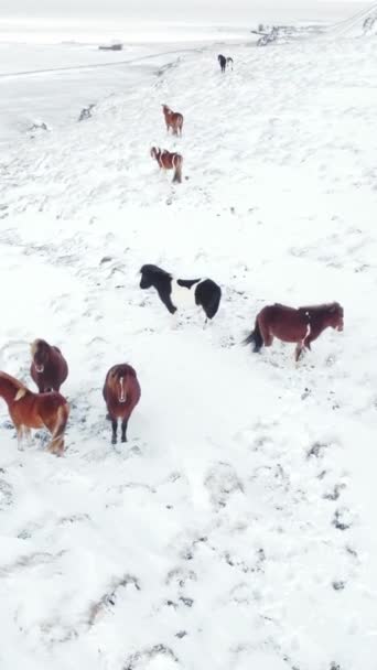 Tela Vertical Cavalos Correndo Campo Inverno Rural Animals Snow Covered — Vídeo de Stock