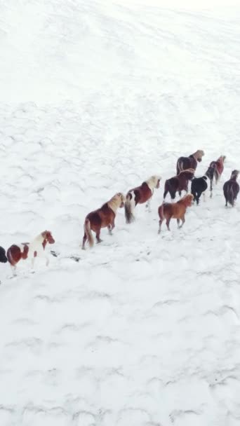 Verticaal Scherm Paarden Rennend Winter Field Landelijke Dieren Sneeuw Bedekte — Stockvideo
