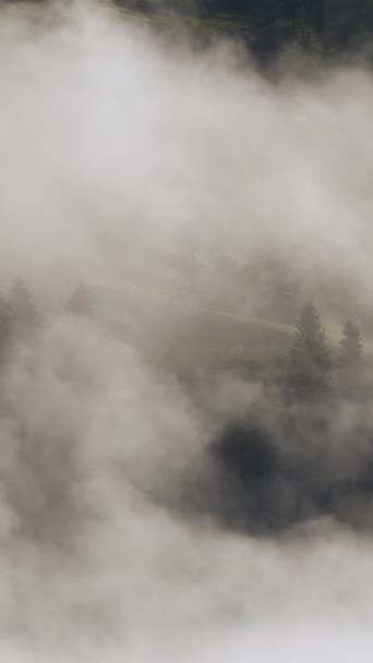 Vertikal Skärm Tät Europeisk Skog Foggy Väder Vackra Orörda Och — Stockvideo