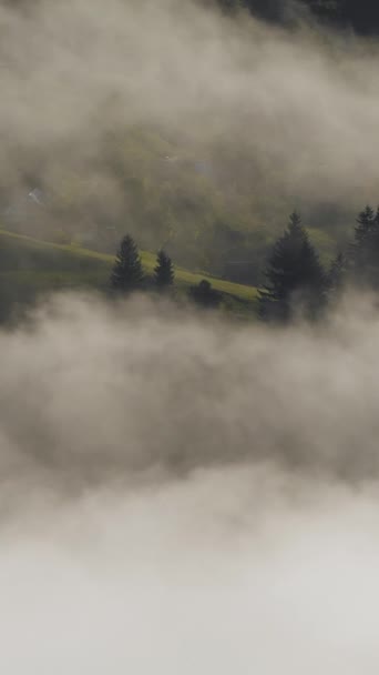 Vertikal Skärm Tät Europeisk Skog Foggy Väder Vackra Orörda Och — Stockvideo