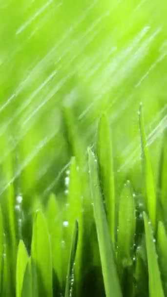 垂直画面 緑の草の上に新鮮な朝の水の露滴太陽によって点灯し 風に吹いて 春の真ん中に雨が降っています 純粋な自然 ソーシャルメディアのために撮影 — ストック動画