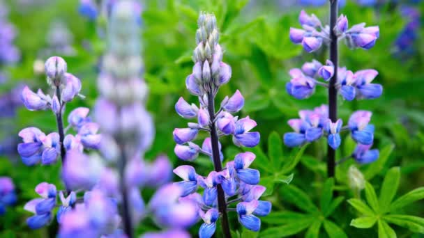 Lupine Field Pink Purple Blue Flowers Lupine Flowers Sunny Summer — Stock Video