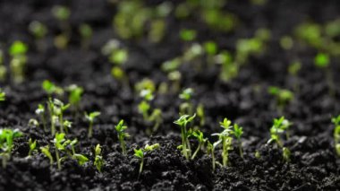 Yakın çekim doğa tarımı 4k filizlenen filizlerin dinamik zaman akışını vurur