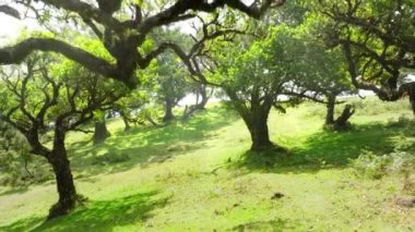 Ormanda güzel bir yaz sabahı, güneş ışınları muhteşem yeşil ağacın yapraklarını, büyülü yaz ormanlarını, Fanal Madeira, Portekiz 'i delip geçer. Yüksek kalite 4k görüntü
