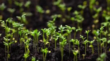 Yakın çekim doğa tarımı 4k filizlenen filizlerin dinamik zaman akışını vurur