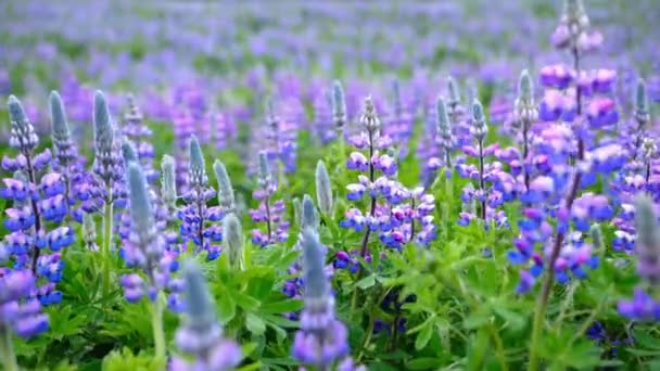 有粉色紫色和蓝色花朵的卢平原野 在阳光明媚的夏日 丁香花迎风摇曳 4K镜头 高质量的4K镜头 — 图库视频影像