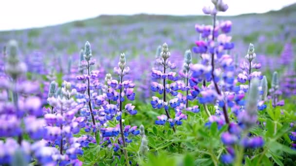 Lupinenfeld Mit Rosa Lila Und Blauen Blüten Lupinenblüten Einem Sonnigen — Stockvideo