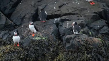 Etrafa bakan büyüleyici martıların portresi. Doğadaki inanılmaz İzlandalı kuşlar. Atlantik martısı İzlanda 'da uçurumun tepesinde. Vahşi hayatta tatlı bir kuş. Okyanus kıyısındaki hayvanlar. Yüksek kalite 4k görüntü