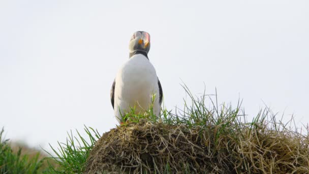 Retrato Puffins Encantadores Olhando Redor Incríveis Aves Islandesas Natureza Caixão — Vídeo de Stock