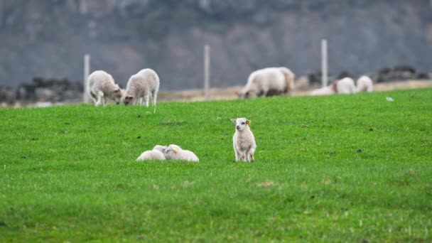 羊の群れが牧草地にいる かわいい子羊は山の間の緑の牧草地に牧草する アイスランドの夏 オーガニックウールと肉生産 — ストック動画