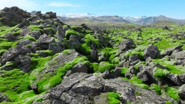 Pola Lawy Pokryte Zielonym Mchem Islandii Park Narodowy Scenic Świeże — Wideo stockowe