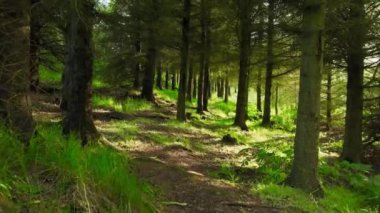 Ormanda bir yaz sabahı. Güneşli havada muhteşem yeşil çam ağacı. Büyülü yaz ormanı insansız hava aracı görüntüleri. Yüksek kalite 4k görüntü