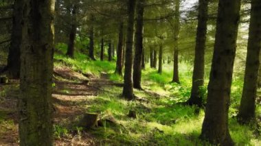 Ormanda bir yaz sabahı. Güneşli havada muhteşem yeşil çam ağacı. Büyülü yaz ormanı insansız hava aracı görüntüleri. Yüksek kalite 4k görüntü