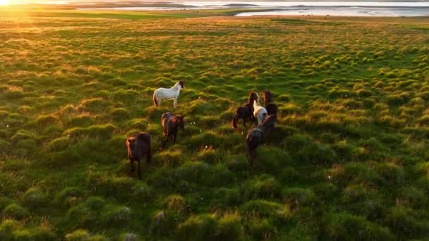 Стадо Лошадей Исландии Зеленое Летнее Поле Солнечные Лучи Сансет Сельские — стоковое видео