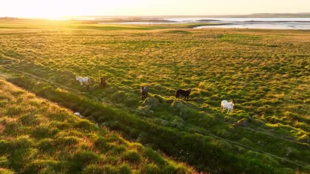 成群的马在冰岛 绿色的夏季田野 夕阳西下 在生态清洁的环境中的乡村动物 — 图库视频影像