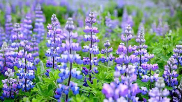 Lupine Field Met Roze Paarse Blauwe Bloemen Lupine Bloemen Een — Stockvideo