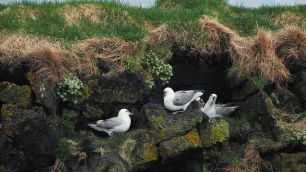 Seagulls Nests Rocky Cliff Ocean Wildlife Iceland Sea Birds Incubate — Stock Video